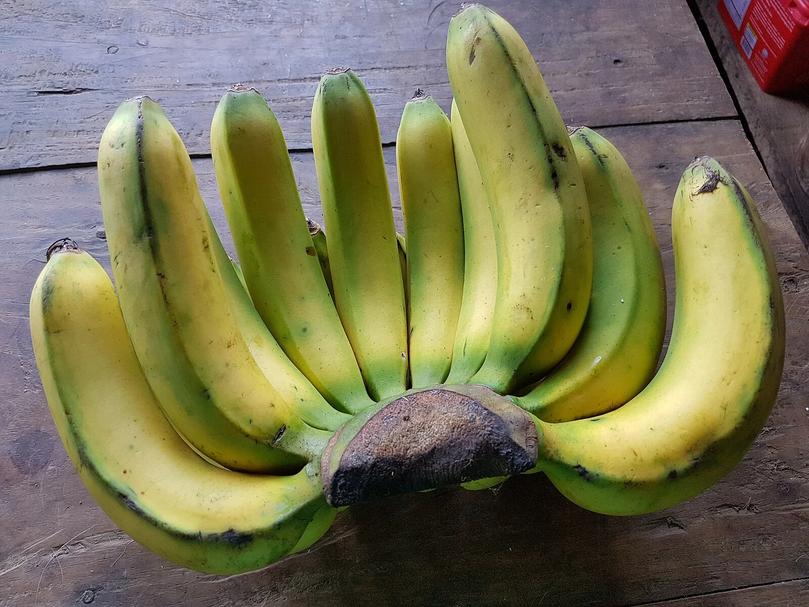 Banane acerbe ricche di amido resistente: un alimento naturale che sostiene la digestione, nutre il microbiota intestinale e aiuta a mantenere la glicemia stabile.